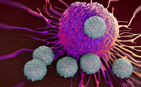 Honokiol For Cancer Honokiol For Cancer