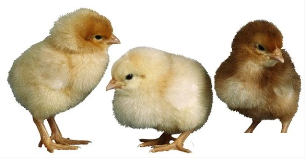 as a new feed additives with amino acids as a new feed additives with amino acids