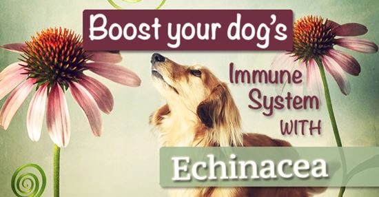 Je Echinacea bezpečná pro psy?