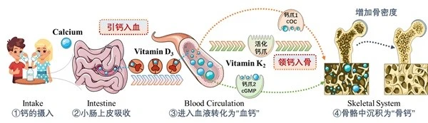 benefit of Vitamin K2 MK-7 benefit of Vitamin K2 MK-7